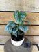 The Plant Farm® Houseplants 3s Philodendron Sodirini - Pick Your Plant, 4" Plant