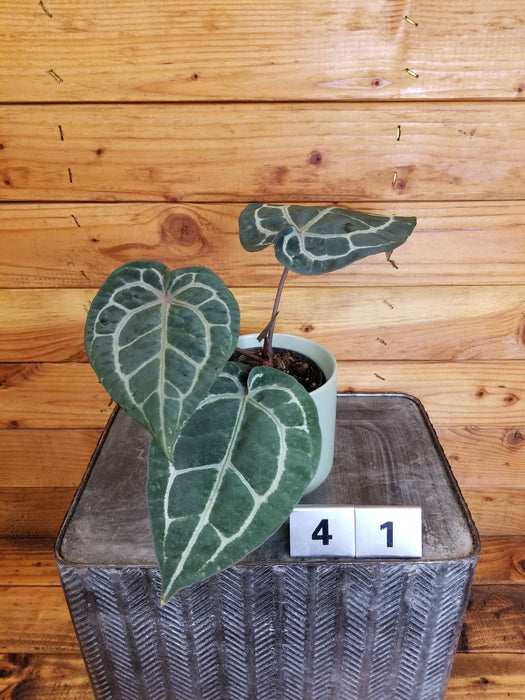 The Plant Farm® Houseplants 41s Anthurium Doc Block 'Michelle' - Pick Your Plant, 4" Plant