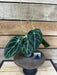 The Plant Farm® Houseplants 4s Anthurium Magnificum x Forgetii - Pick Your Plant, 2" Plant