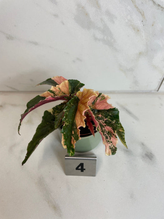 The Plant Farm® Houseplants 4s Begonia Ginny Galaxy - Pick Your Plant, 2" Plant