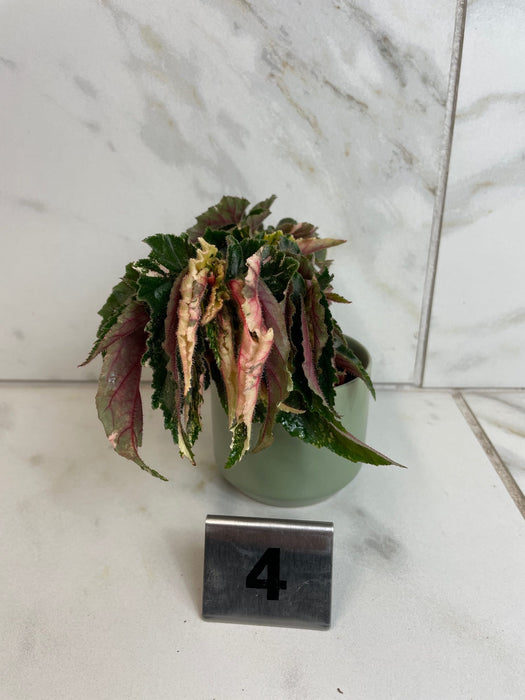 The Plant Farm® Houseplants 4s Begonia Ginny Galaxy - Pick Your Plant, 2" Plant