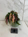 The Plant Farm® Houseplants 4s Begonia Ginny Galaxy - Pick Your Plant, 2" Plant