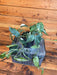 The Plant Farm® Houseplants 4s Epipremnum Pinnatum Albo - Pick Your Plant, 4" Plant