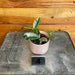The Plant Farm® Houseplants 4s Hoya Carnosa Wilbur Graves Splash-Pick Your Plant, 2" Plant