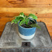 The Plant Farm® Houseplants 4s Hoya Multiflora Albo - Pick Your Plant, 4" Plant