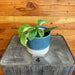 The Plant Farm® Houseplants 4s Hoya Multiflora Albo - Pick Your Plant, 4" Plant