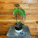 The Plant Farm® Houseplants 4s Hoya Rigida Kho Chang Hoop-Pick Your Plant, 4" Plant
