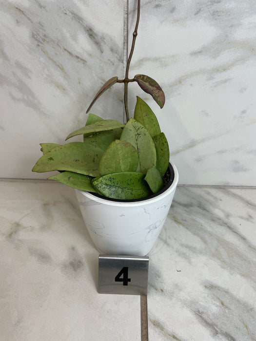 The Plant Farm® Houseplants 4s Hoya Silver Dollar, 4" Plant-Pick Your Plant