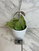 The Plant Farm® Houseplants 4s Hoya Silver Dollar, 4" Plant-Pick Your Plant