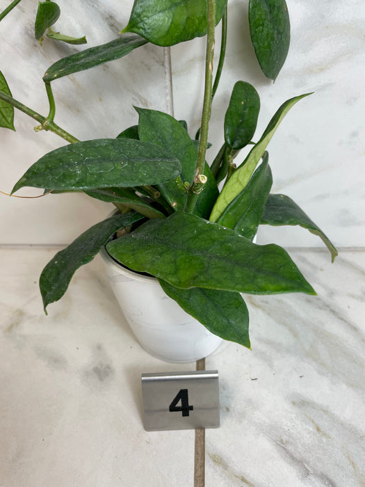 The Plant Farm® Houseplants 4s Hoya Villosa, 4" Plant-Pick Your Plant