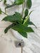 The Plant Farm® Houseplants 4s Hoya Villosa, 4" Plant-Pick Your Plant