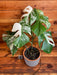 The Plant Farm® Houseplants 4s Monstera Borsigiana Albo-Pick Your Plant, 6” Plant