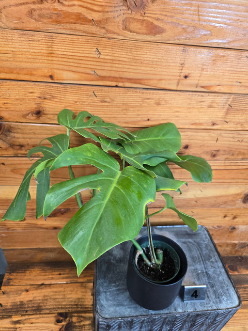 The Plant Farm® Houseplants 4s Monstera Borsigiana Albo Reverted- Pick Your Plant, 4" Plant