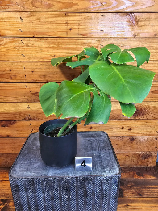 The Plant Farm® Houseplants 4s Monstera Borsigiana Albo Reverted- Pick Your Plant, 4" Plant