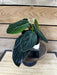 The Plant Farm® Houseplants 4s Philodendron Gigas - Pick Your Plant, 4" Plant