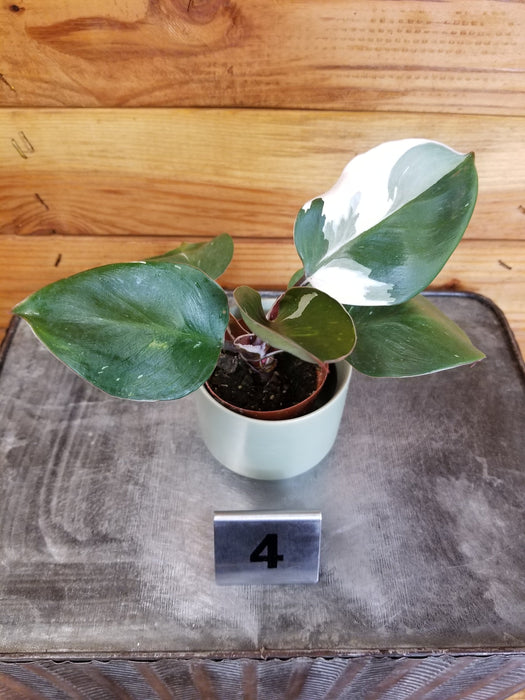 The Plant Farm® Houseplants 4s Philodendron White Knight Variegated - Pick Your Plant, 2" Plant