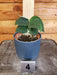The Plant Farm® Houseplants 4s Scindapsus Snake Scale - Pick Your Plant, 4" Plant