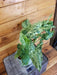 The Plant Farm® Houseplants 4s Syngonium Podophyllum Mottled Mojito - Pick Your Plant, 4" Plant