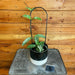 The Plant Farm® Houseplants 5e Hoya Carnosa Nova Ghost Hoop,-Pick Your Plant 4" Plant