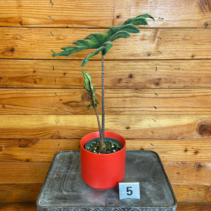 The Plant Farm® Houseplants 5s Alocasia Jacklyn - Pick Your Plant, 4" Plant