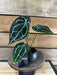 The Plant Farm® Houseplants 5s Anthurium Crystallinum x Forgetii - Pick Your Plant, 2" Plant