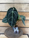 The Plant Farm® Houseplants 5s Anthurium Magnificum x Forgetii - Pick Your Plant, 2" Plant