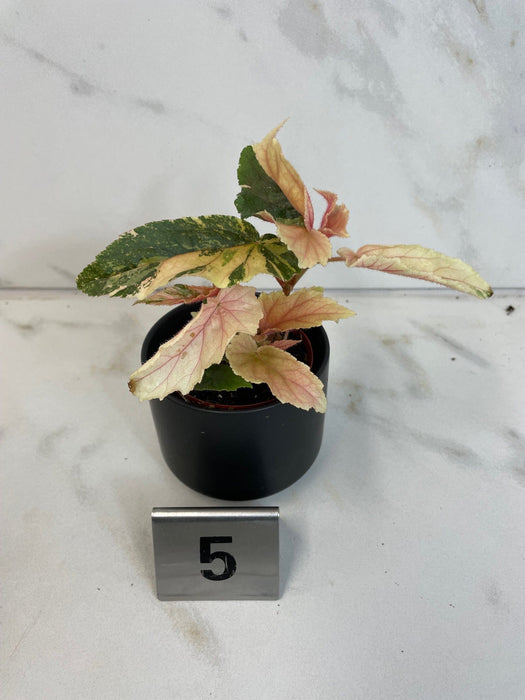 The Plant Farm® Houseplants 5s Begonia Ginny Galaxy - Pick Your Plant, 2" Plant