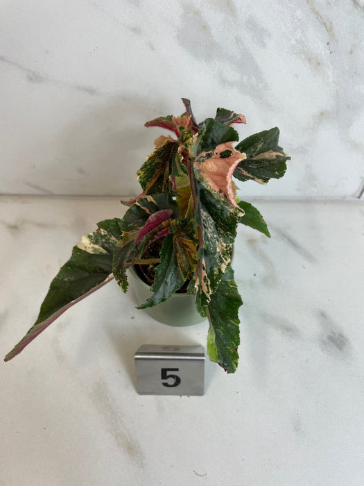 The Plant Farm® Houseplants 5s Begonia Ginny Galaxy - Pick Your Plant, 2" Plant