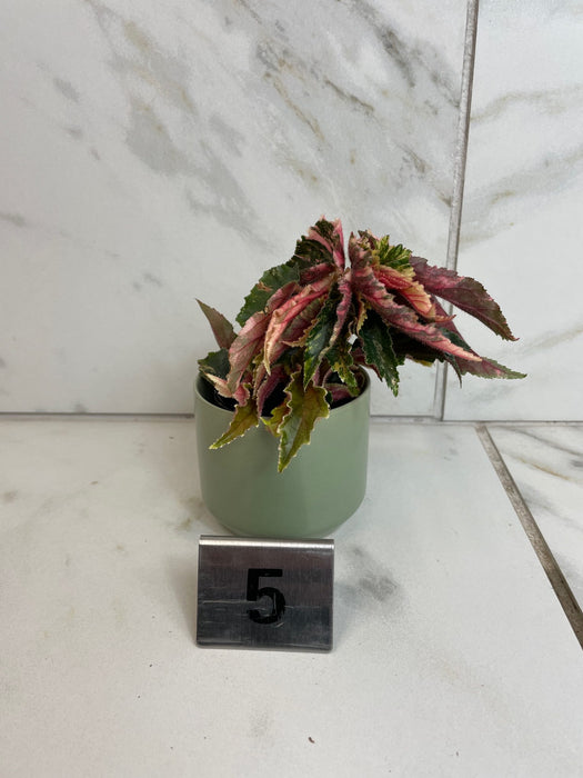The Plant Farm® Houseplants 5s Begonia Ginny Galaxy - Pick Your Plant, 2" Plant