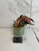 The Plant Farm® Houseplants 5s Begonia Ginny Galaxy - Pick Your Plant, 2" Plant