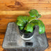 The Plant Farm® Houseplants 5s Hoya Deykeae - Pick Your Plant, 4" Plant