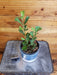 The Plant Farm® Houseplants 5s Hoya Manipurensis - Pick Your Plant, 4" Plant