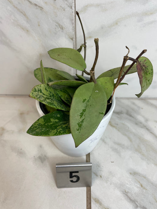 The Plant Farm® Houseplants 5s Hoya Silver Dollar, 4" Plant-Pick Your Plant