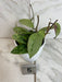 The Plant Farm® Houseplants 5s Hoya Silver Dollar, 4" Plant-Pick Your Plant