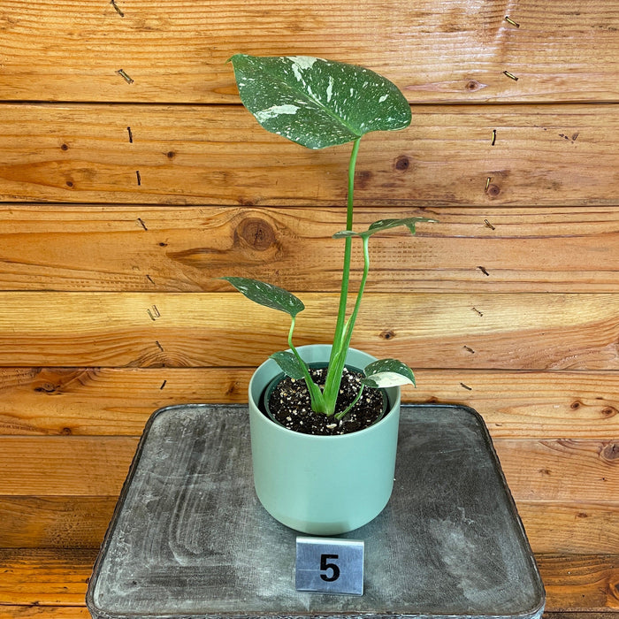 The Plant Farm® Houseplants 5s Monstera Thai Constellation TC-Pick Your Plant, 4” Plant