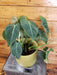The Plant Farm® Houseplants 5s Philodendron Glorious/Gloriosum Dark form Mix - Pick Your Plant, 6" Plant