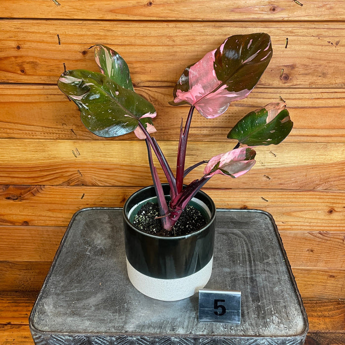 The Plant Farm® Houseplants 5s Philodendron Pink Princess - Pick Your Plant, 4" Plant