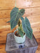 The Plant Farm® Houseplants 5s Philodendron Splendid - Pick Your Plant, 4" Plant