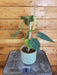 The Plant Farm® Houseplants 5s Philodendron Splendid - Pick Your Plant, 4" Plant