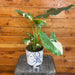 The Plant Farm® Houseplants 6s Alocasia Gageana Variegata - Pick Your Plant, 6" Plant