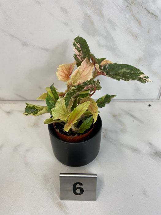 The Plant Farm® Houseplants 6s Begonia Ginny Galaxy - Pick Your Plant, 2" Plant