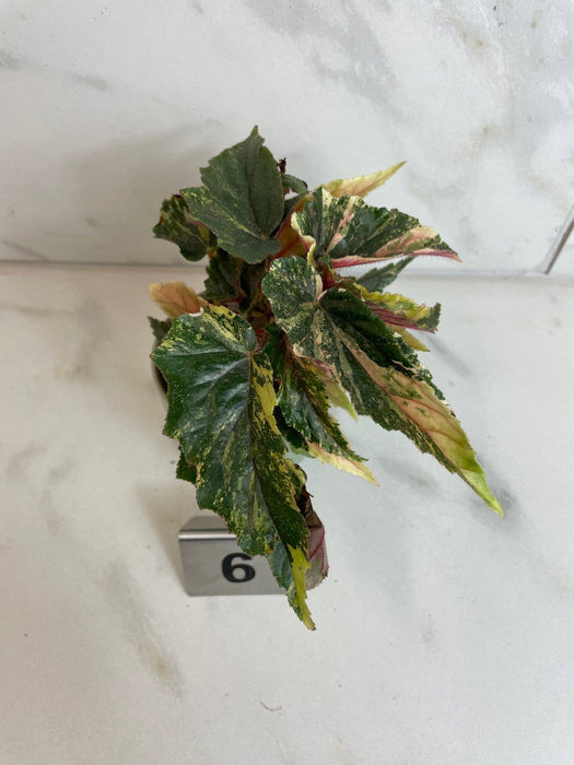 The Plant Farm® Houseplants 6s Begonia Ginny Galaxy - Pick Your Plant, 2" Plant