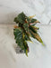 The Plant Farm® Houseplants 6s Begonia Ginny Galaxy - Pick Your Plant, 2" Plant