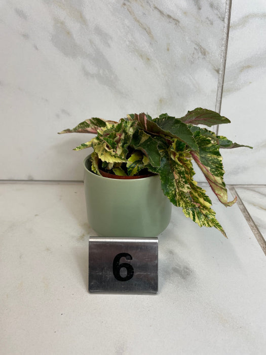 The Plant Farm® Houseplants 6s Begonia Ginny Galaxy - Pick Your Plant, 2" Plant