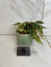 The Plant Farm® Houseplants 6s Begonia Ginny Galaxy - Pick Your Plant, 2" Plant