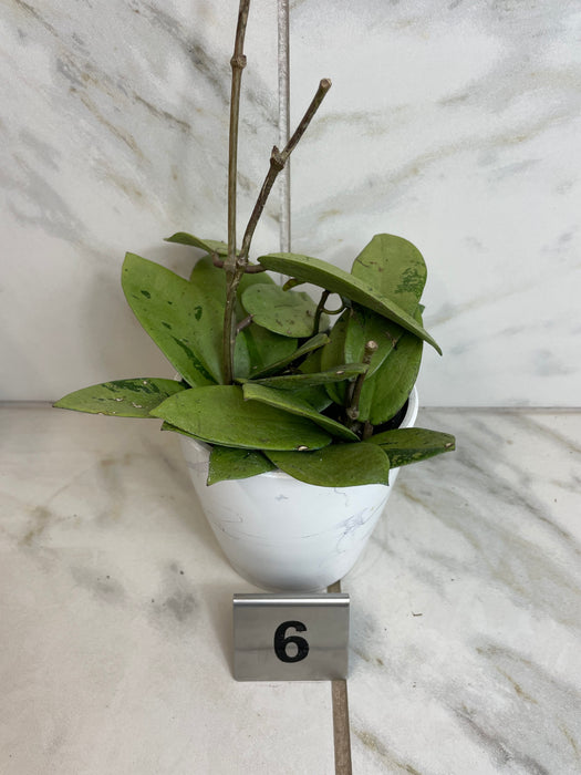 The Plant Farm® Houseplants 6s Hoya Silver Dollar, 4" Plant-Pick Your Plant
