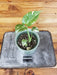 The Plant Farm® Houseplants 6s Monstera Thai Constellation TC-Pick Your Plant, 4” Plant