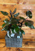 The Plant Farm® Houseplants 6s Philodendron Pink Princess - Pick Your Plant, 6" Plant