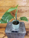 The Plant Farm® Houseplants 75s Philodendron Genevievianum - Pick Your Plant, 4" Plant