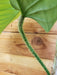 The Plant Farm® Houseplants 75s Philodendron Genevievianum - Pick Your Plant, 4" Plant